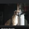 nicholasmurp352